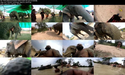 THAILANDS-ELEPHANT-SANCTUARY-SDdba1336633fece95.jpeg
